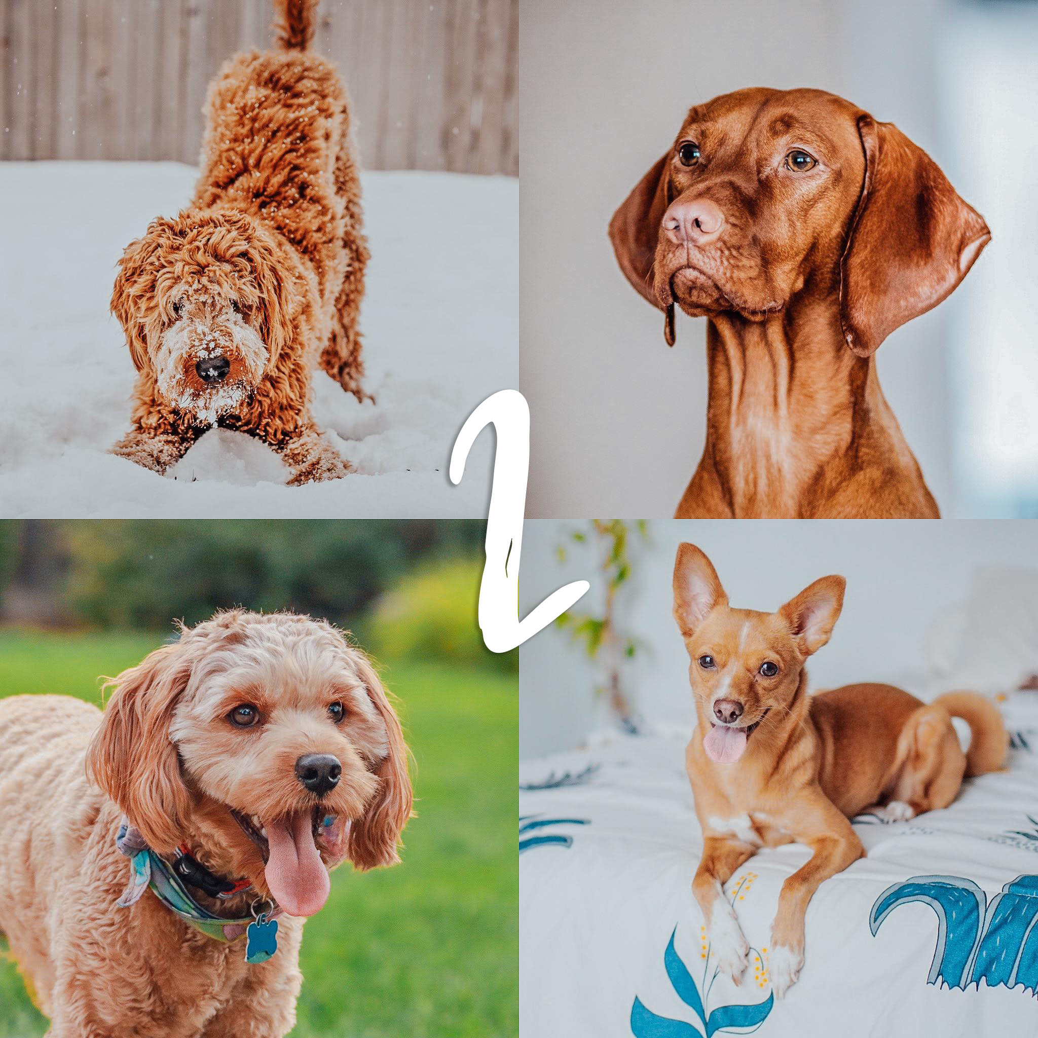 8 Lightroom Mobile Presets - Red Pets - Image 4