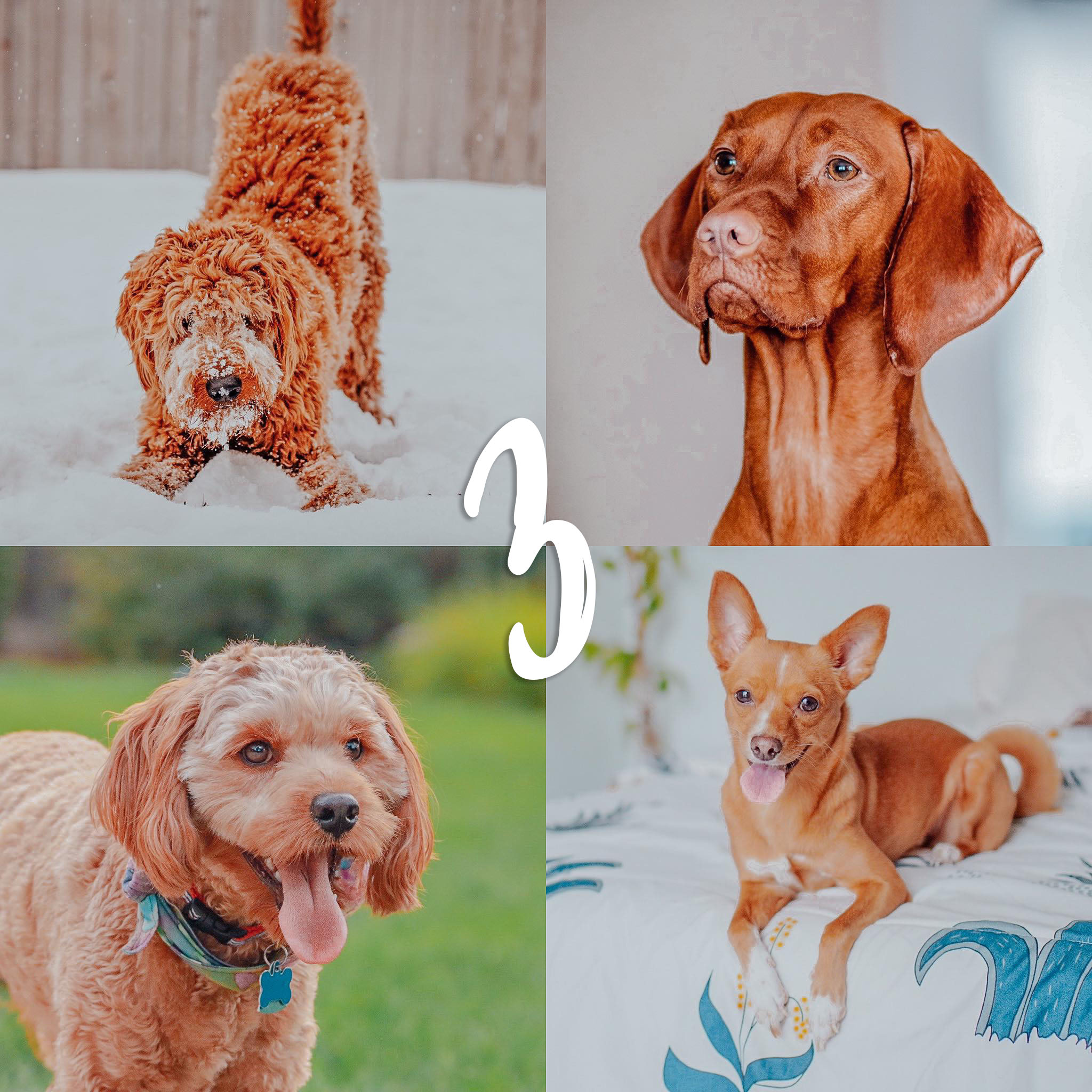 8 Lightroom Mobile Presets - Red Pets - Image 5