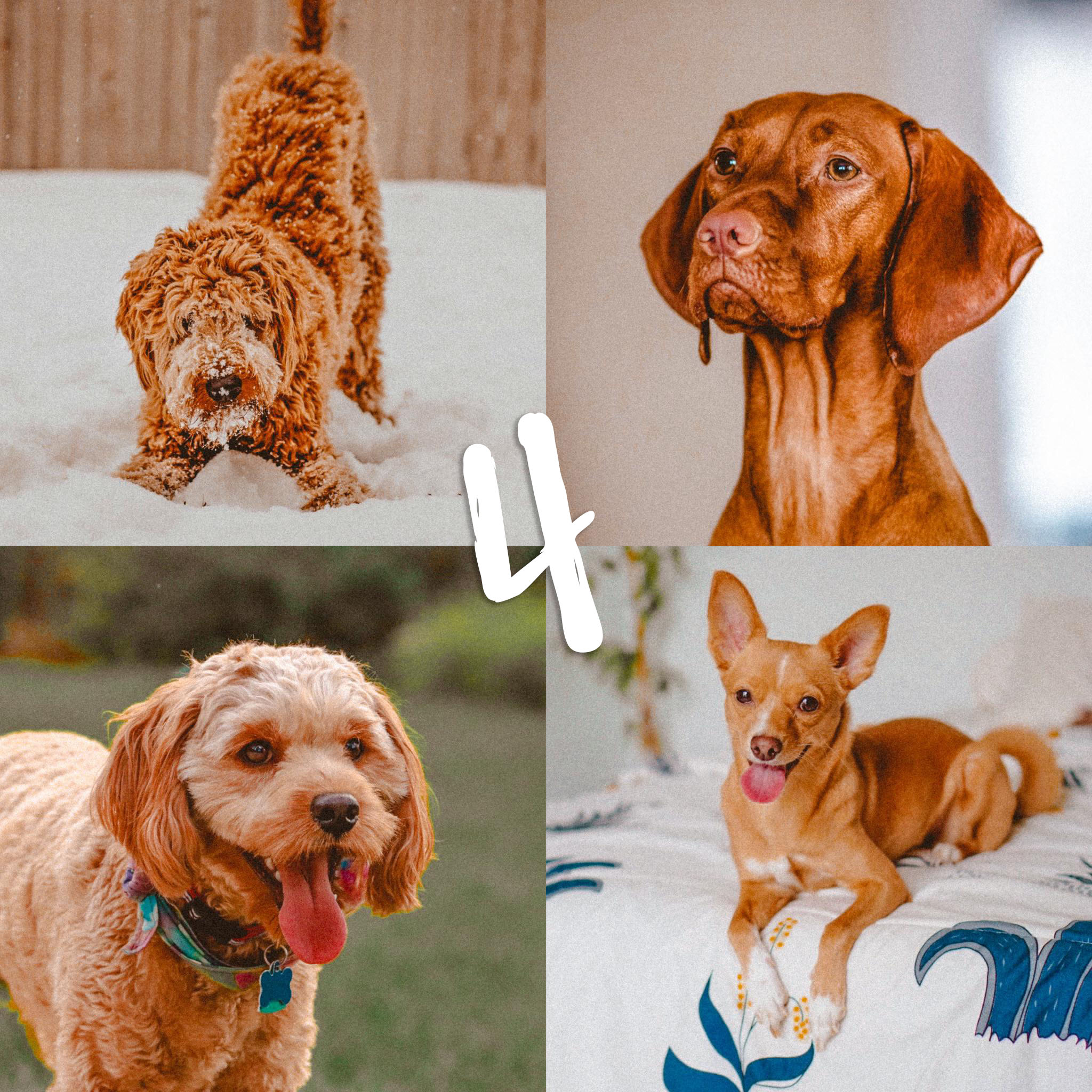 8 Lightroom Mobile Presets - Red Pets - Image 6