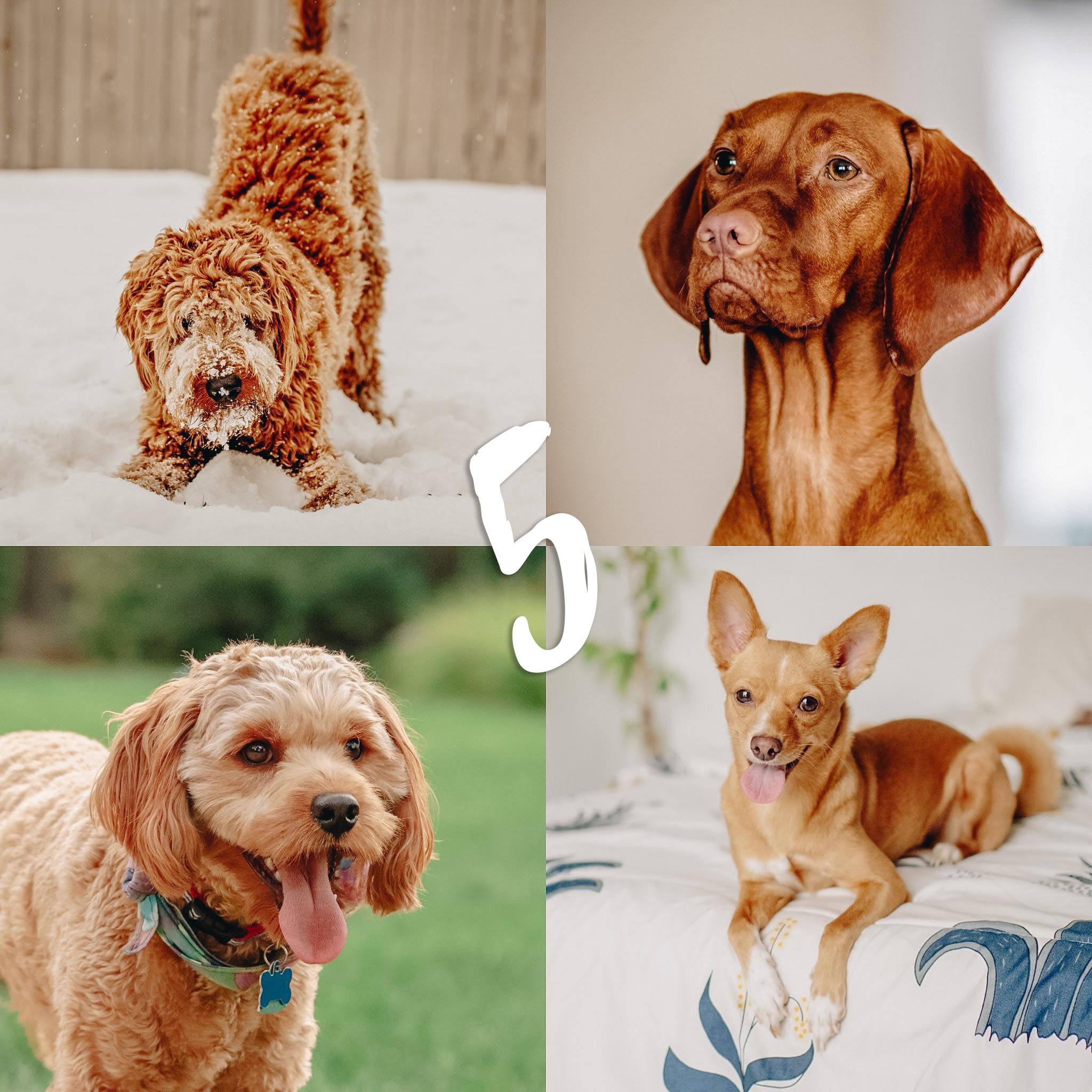 8 Lightroom Mobile Presets - Red Pets - Image 7