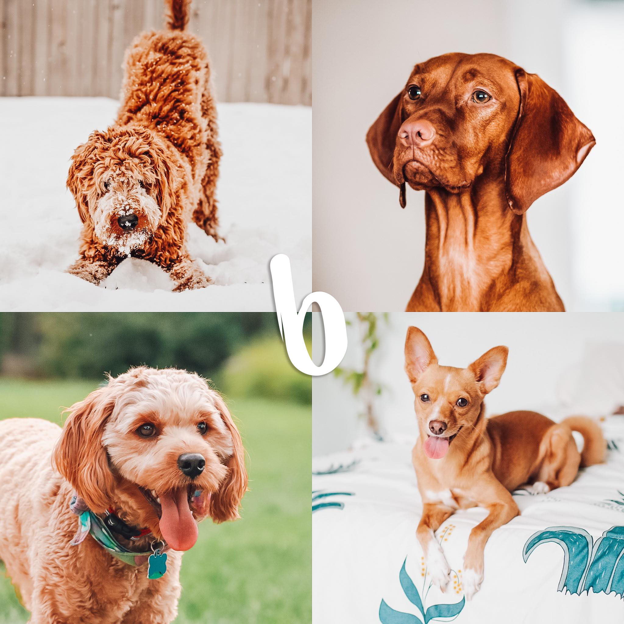 8 Lightroom Mobile Presets - Red Pets - Image 8