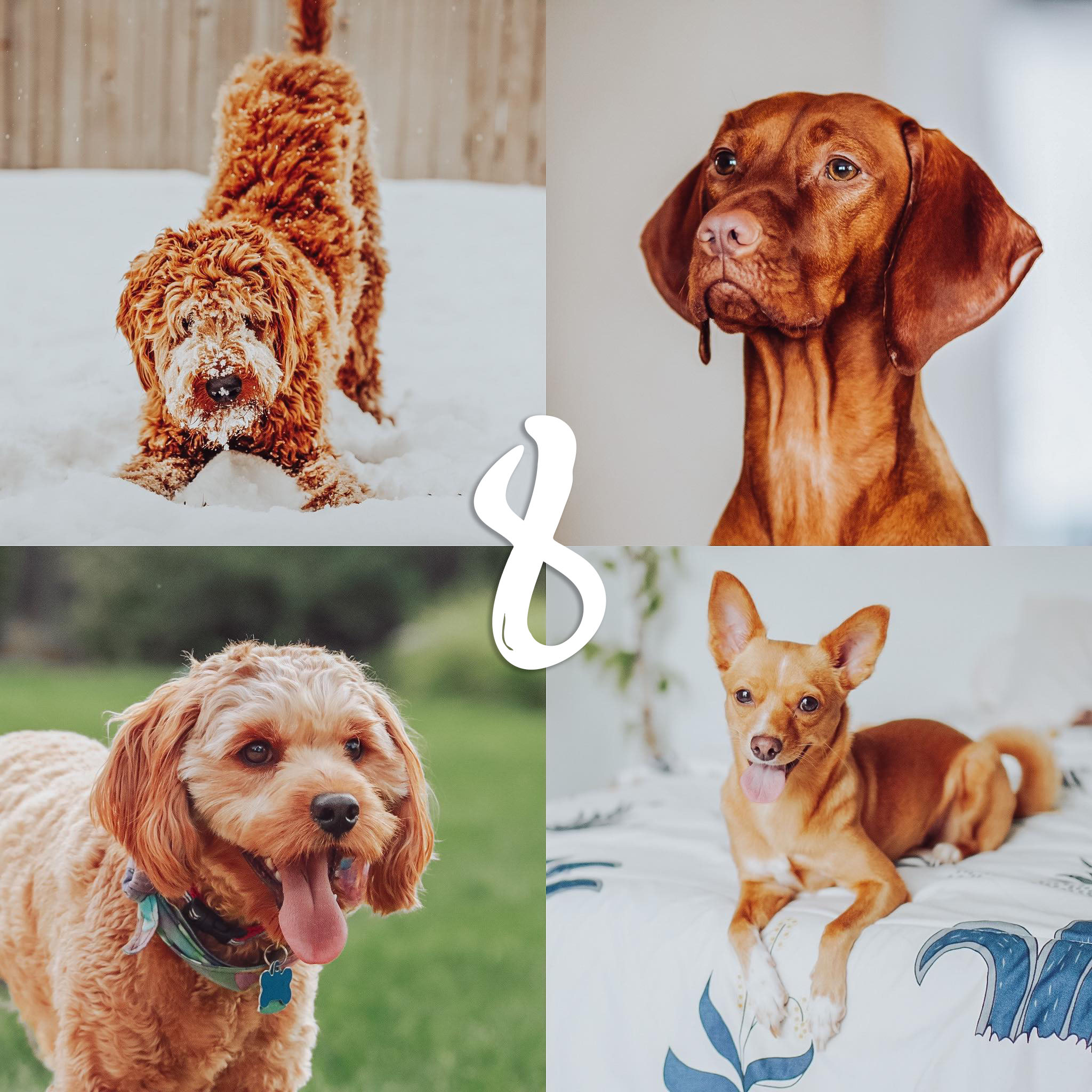 8 Lightroom Mobile Presets - Red Pets - Image 10