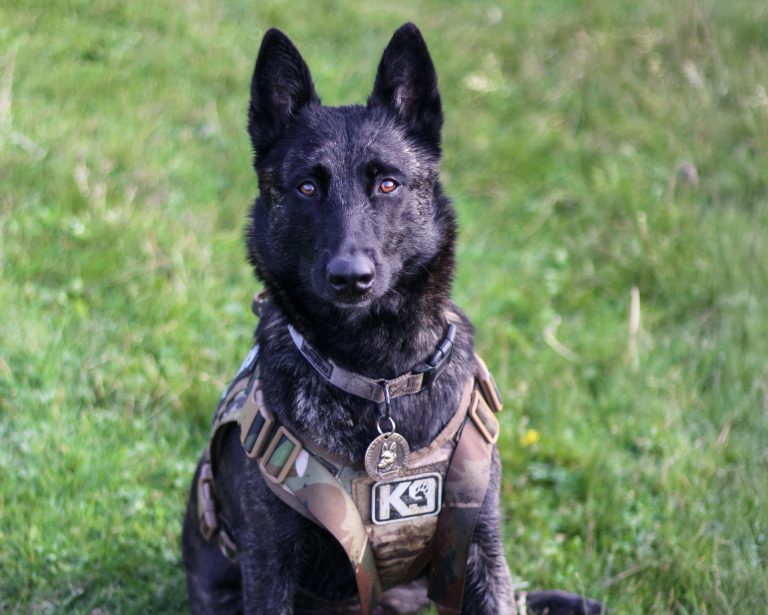 K9 Veterans Day: Honoring the Brave Military Working Dogs