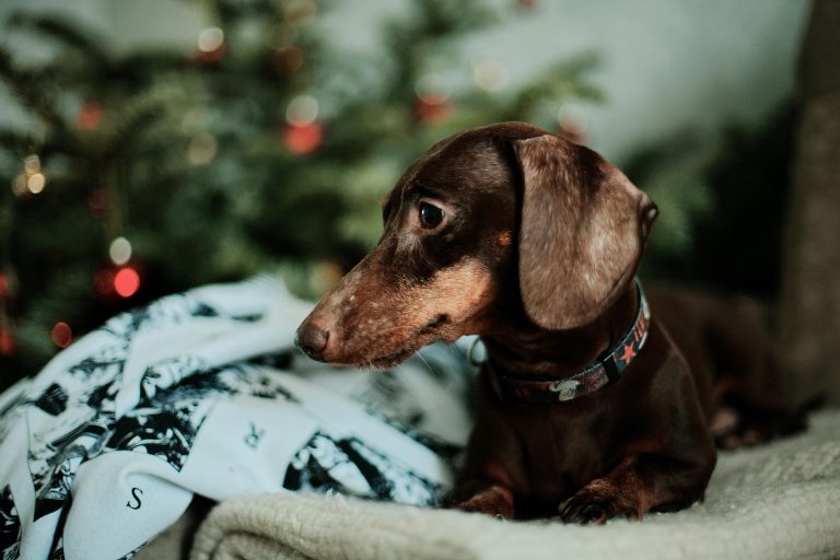 Important Information About the 2026 Holiday Season