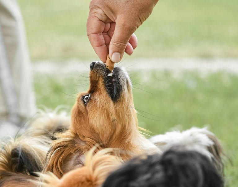 How to Start a Successful Pet Treat Bakery: A Step-by-Step Guide