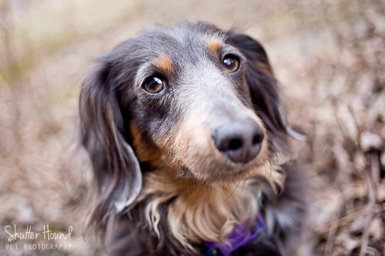 In Remembrance of Kai: The Chill Little Dude Who Was Meant to Be Mine